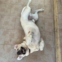 Labrador