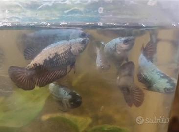 Betta dragon/samurai maschi plakat