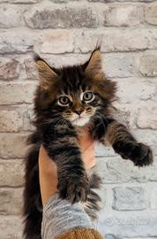Maine Coon maschio con Pedigree
