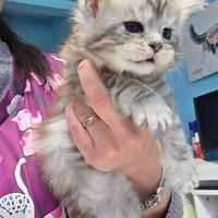 Maine Coon femmina disponibile