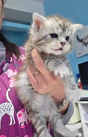 Maine Coon femmina disponibile