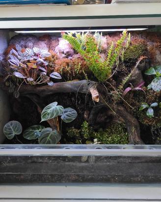 Terrario in vetro 