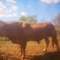 Toro limousine