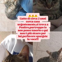 Kiri,gattino super dolce e affettuoso