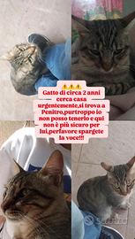 Kiri,gattino super dolce e affettuoso