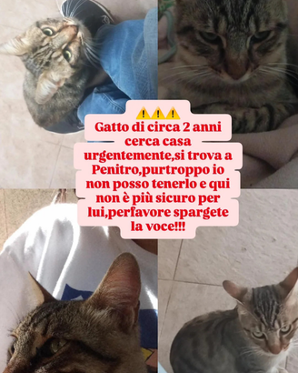 Kiri,gattino super dolce e affettuoso