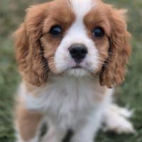 Cavalier king