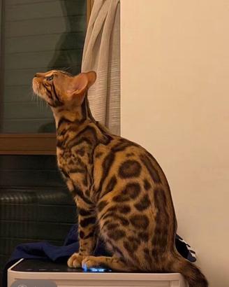 Gatto bengala