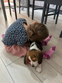 Cucciola di Beagle