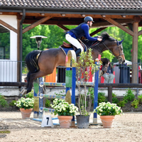 Holsteiner da salto 8 anni