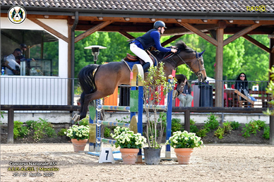 Holsteiner da salto 8 anni