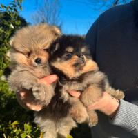 Spotz volpino pomerania sibito pronti pag rate