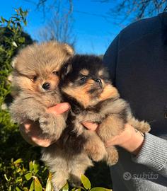 Spotz volpino pomerania sibito pronti pag rate