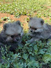 Cuccioli di spitz di Pomerania