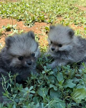 Cuccioli di spitz di Pomerania