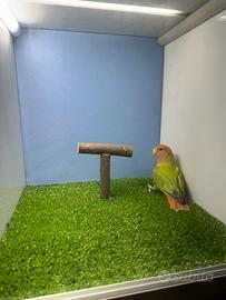 Inseparabili femmine giovani