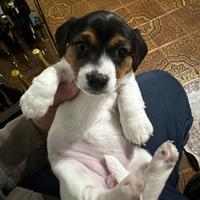 Cuccioli Jack Russell