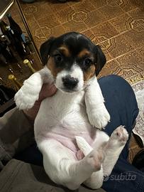 Cuccioli Jack Russell