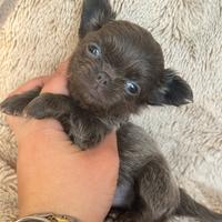 Chihuahua mini