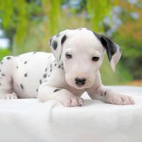 Dalmata maschio bianco e nero