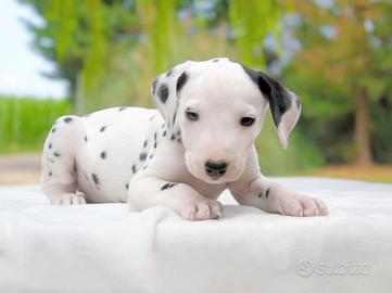 Dalmata maschio bianco e nero