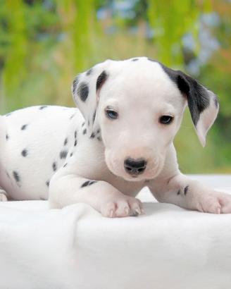 Dalmata maschio bianco e nero