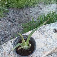 Pianta aloe vera