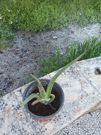 Pianta aloe vera