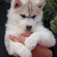 Siberian husky