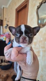 chihuahua mini con pedigree 