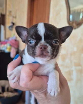 chihuahua mini con pedigree 