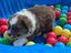 Immagine 2