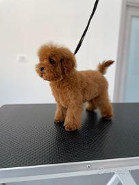 Cuccioli di barboncino