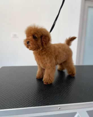 Cuccioli di barboncino