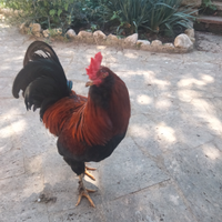 Gallo Marans