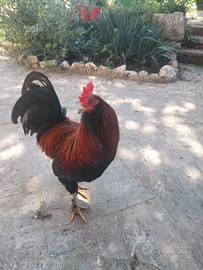 Gallo Marans