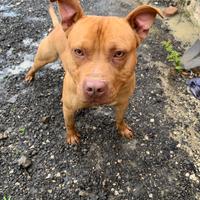 Regalo pitbull