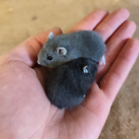 Cucciolo di criceto russo