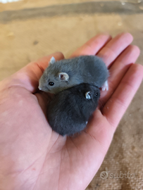 Cucciolo di criceto russo