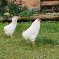 Araucana bianca gallina ornamentale