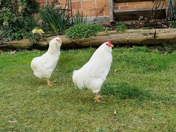 Araucana bianca gallina ornamentale