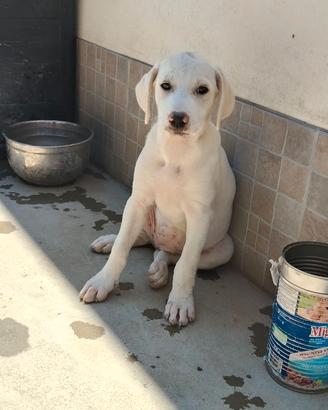 Incrocio con labrador noto il 06/06/26 femmina
