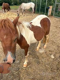Mini pony/horse