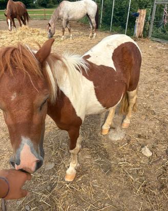 Mini pony/horse