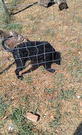 Cucciola di riccio di San Miniato da tartufi