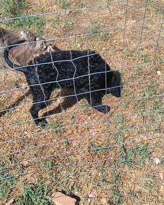 Cucciola di riccio di San Miniato da tartufi