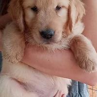 Cuccioli di Golden Retriever oro