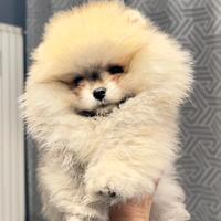 Pomerania Spitz nano