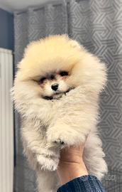 Pomerania Spitz nano
