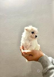 Cucciola di Maltese